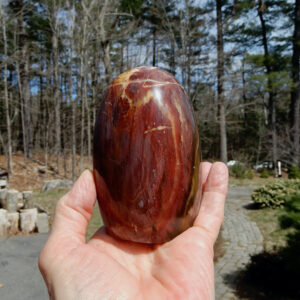 Petrified Wood Rounded FF