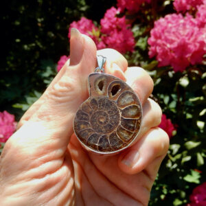 Ammonite LG Pendant