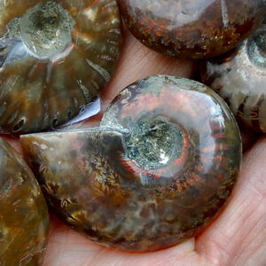 Ammonite Small Fossil