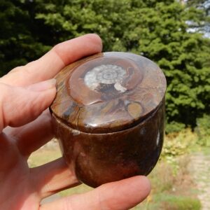 Ammonite Fossil Box1