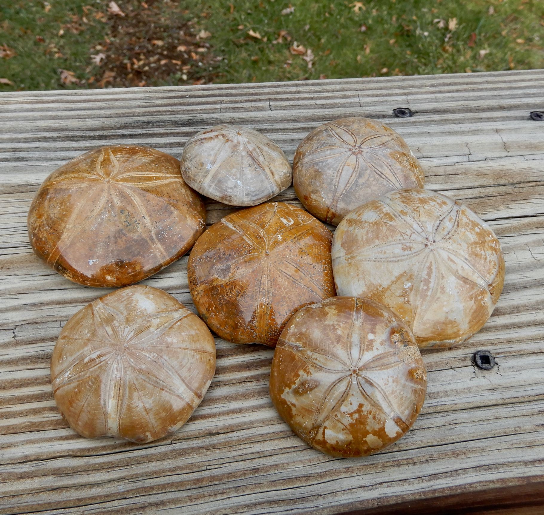 All About Sand Dollars, Fossils