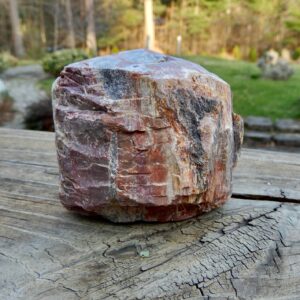 Rough Petrified Wood10