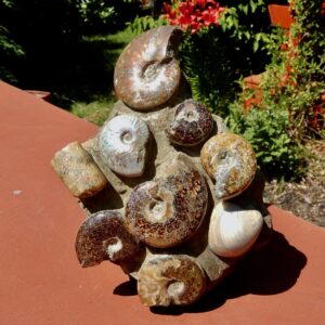 Ammonite Standing Cluster3