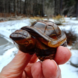 Tiger Eye Turtle3